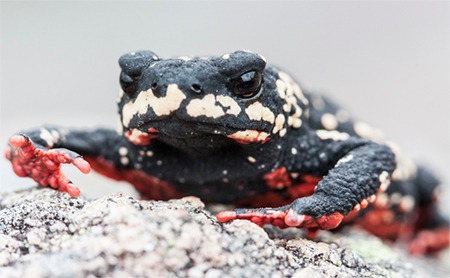 Bumble Bee Toad