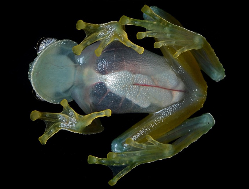 Glass Frog