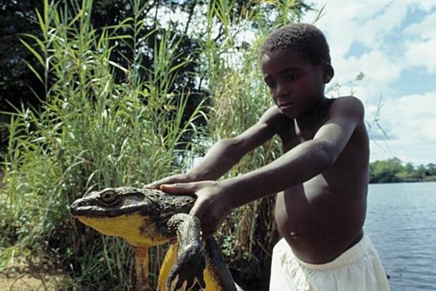 Goliath Frog