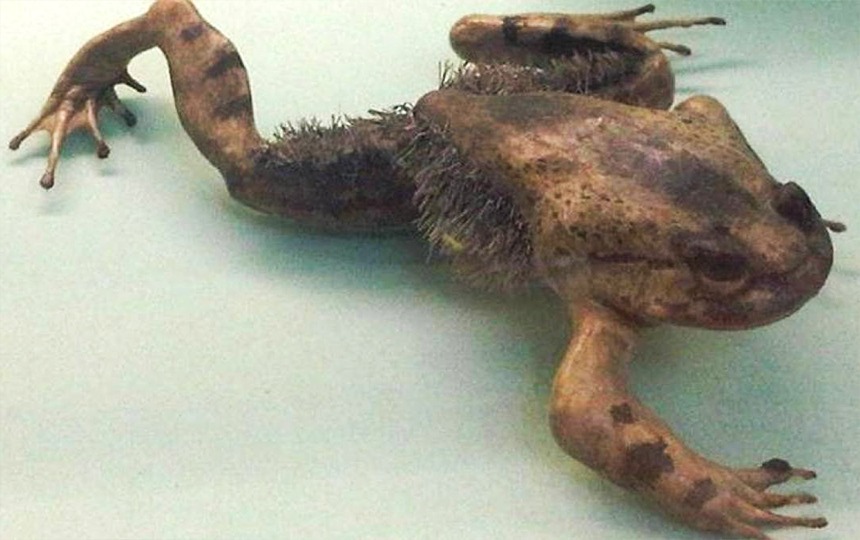 Hairy Frog
