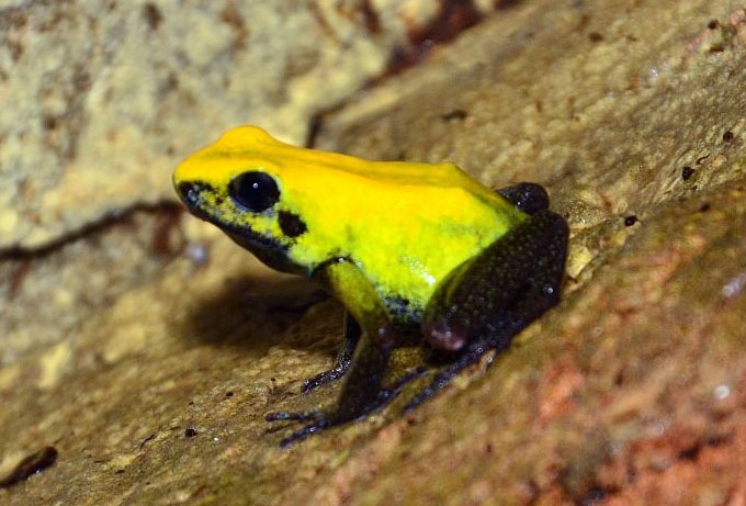 Phyllobates bicolor