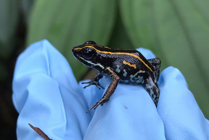 Phyllobates lugubris