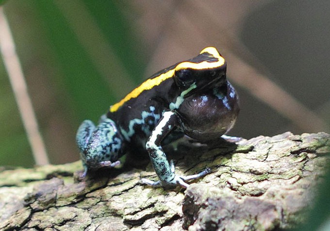 Phyllobates vittatus