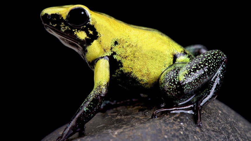 Poison Dart Frog