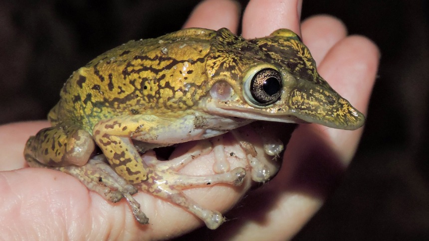 Shovel-headed Tree Frog