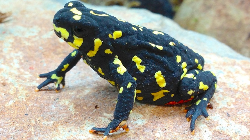 South American Red Belly Toad