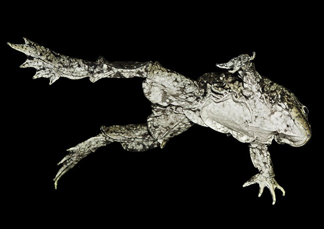 Titicaca Water Frog