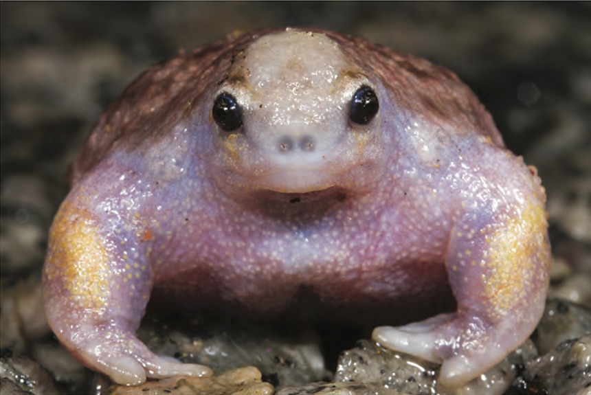Turtle Frog