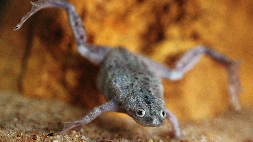 feeding dwarf frogs