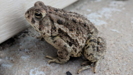 American Toad