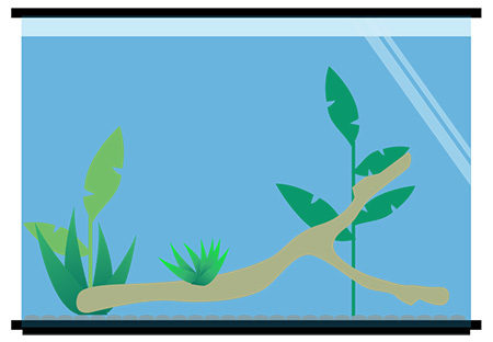 Aquatic Frog Tank