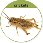 Crickets