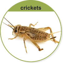Crickets
