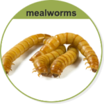 Mealworms