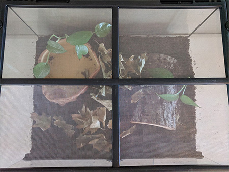 Terrestrial Frog Terrarium Setup