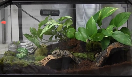 Tomato Frog Cage Setup