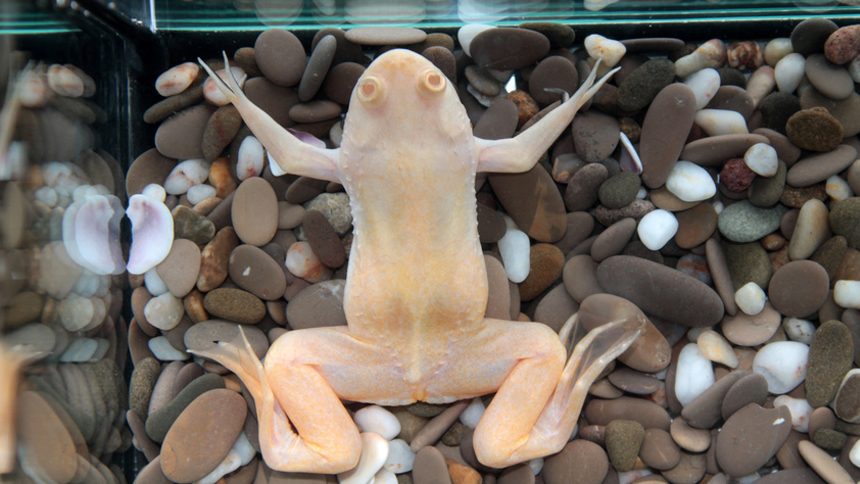 How to Set Up an Aquatic Frog Tank - African Dwarf Frogs - Frog Pets