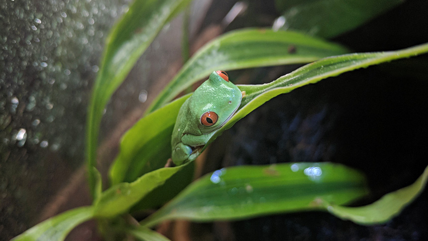 Red-Eyed Tree Frog