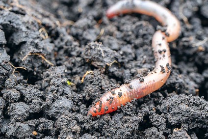 Earthworm
