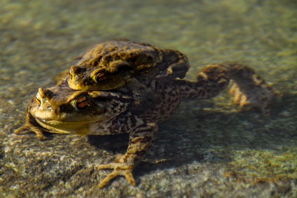Toads Mating