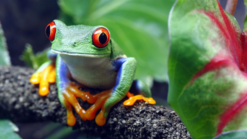 Tree Frog