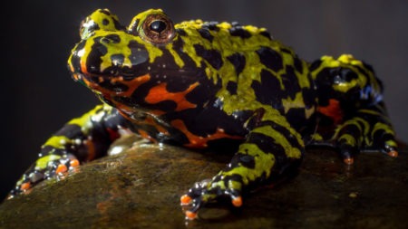 Fire-Bellied Toad