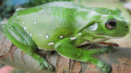 White's Tree Frog
