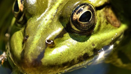 Frog Mouth Closed