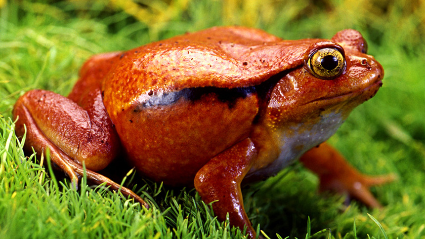 Tomato Frog Minecraft Mob Skin