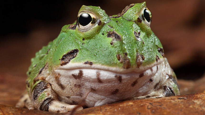 adult pacman frog