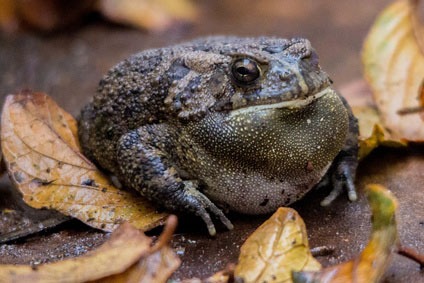 what is a toad diet